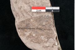 Foto (Detailansicht) von Quercus lonchitoides Ettingshausen (NHMW-GEO-2024-0188-10180)